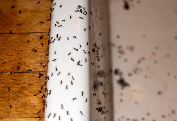 Best Emergency Pest Control  in Upland, IN