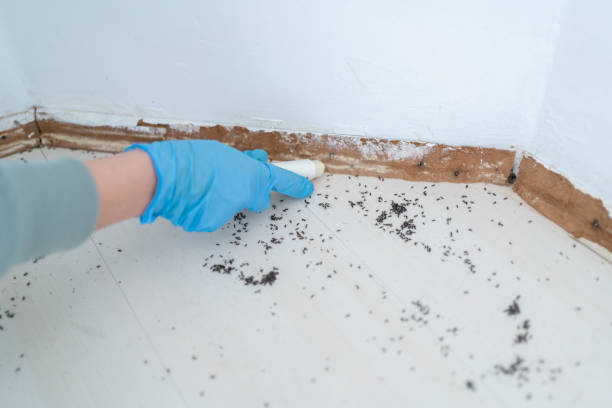 Best Flea Control Services  in Upland, IN
